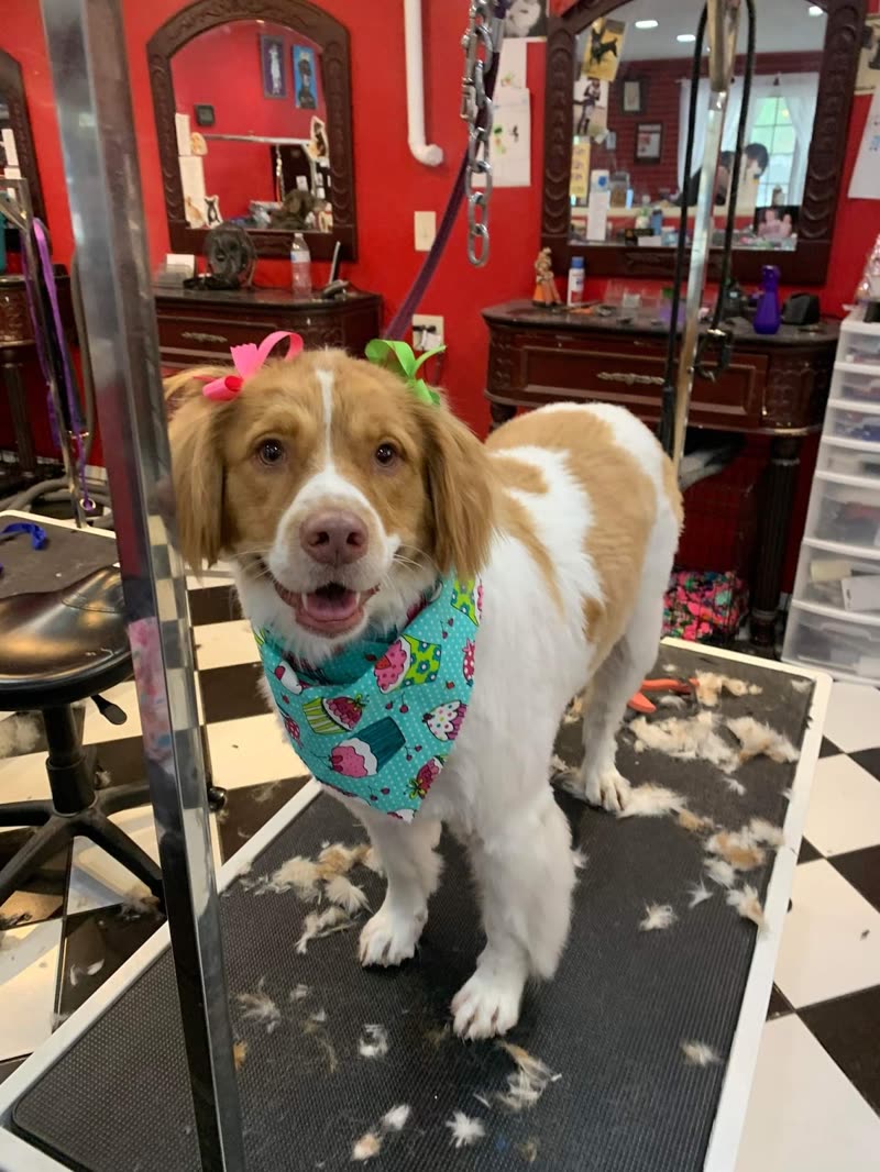 A freshly groomed brown-and-white spaniel on the grooming table in the salon's red-walled, checkerboard-floor room