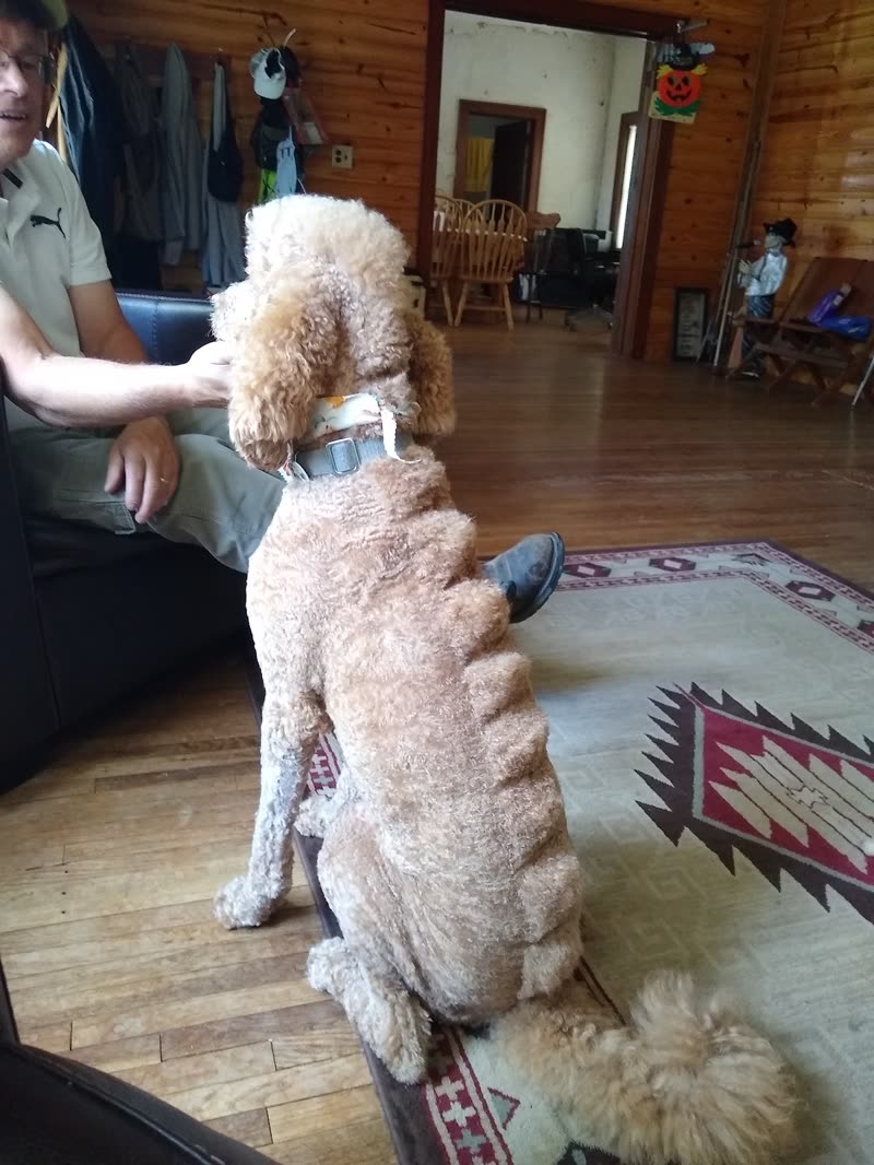 A groomer's hands steadying a cream poodle with a fresh scissored coat