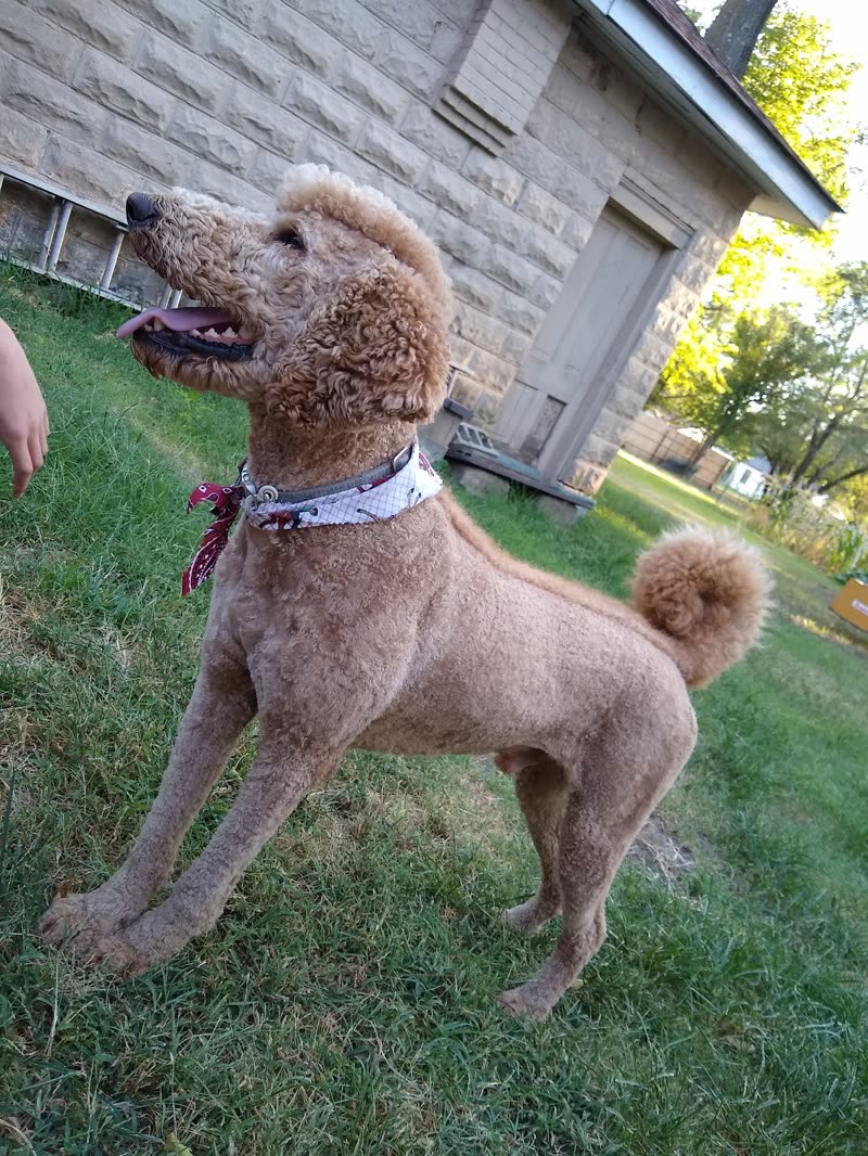 An apricot standard poodle standing outside on grass with a clean body clip and pompom tail