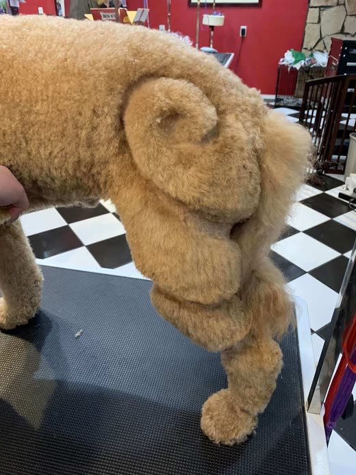 Close-up of an apricot poodle's freshly clipped hindquarters and pompom tail on the salon's checkerboard floor