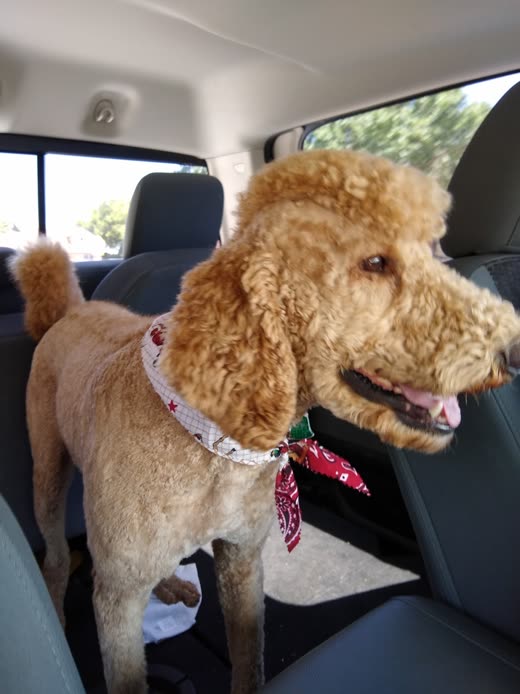 A red poodle after grooming, close on its shaped topknot and bandana