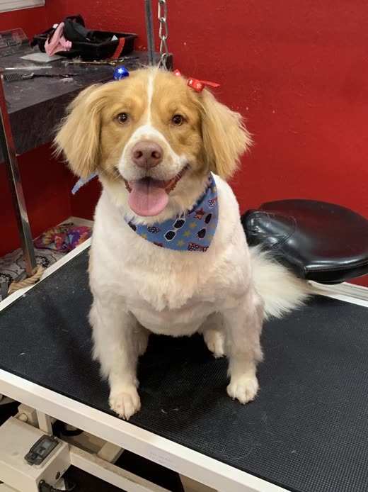 A tan-and-white dog on the grooming table wearing a star-patterned bandana and a red bow
