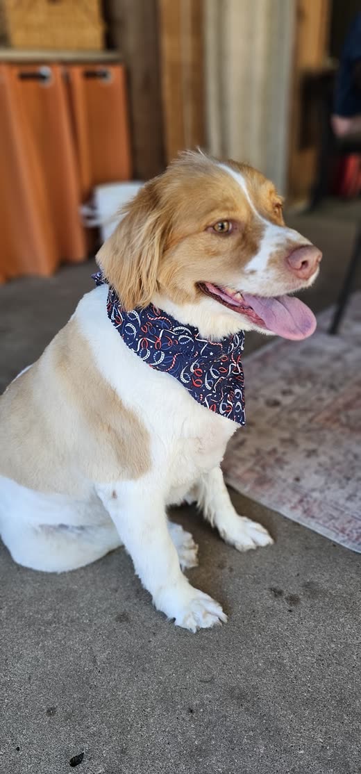 A small tan-and-white dog in a navy paisley bandana, tongue out after a groom