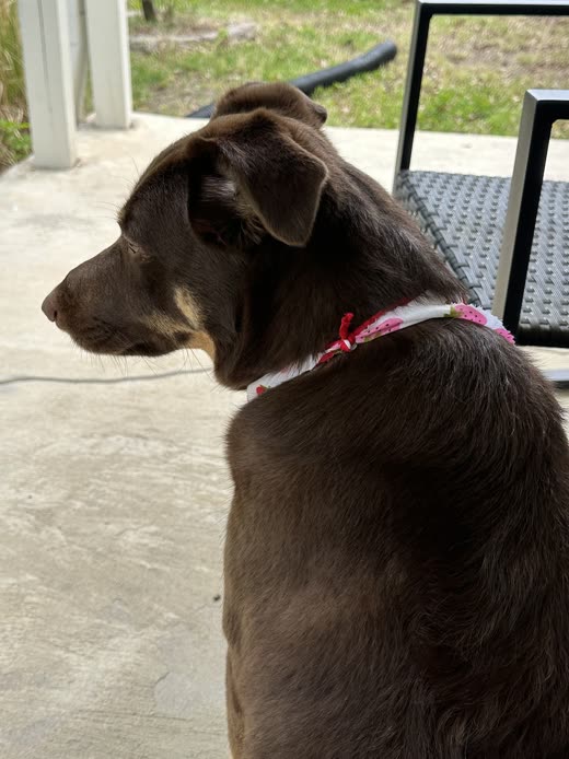 A chocolate Labrador-type dog sitting in profile with a bandana round its neck
